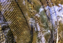 Cierra Bennetch 's Fly-fishing Photo of a Brown trout – Fly dreamers 