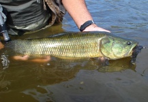  Foto de Pesca con Mosca de Tararira por Nicolás Schwint – Fly dreamers 