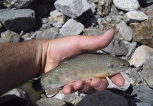 Heber Ortiz 's Fly-fishing Picture of a Rainbow trout – Fly dreamers 
