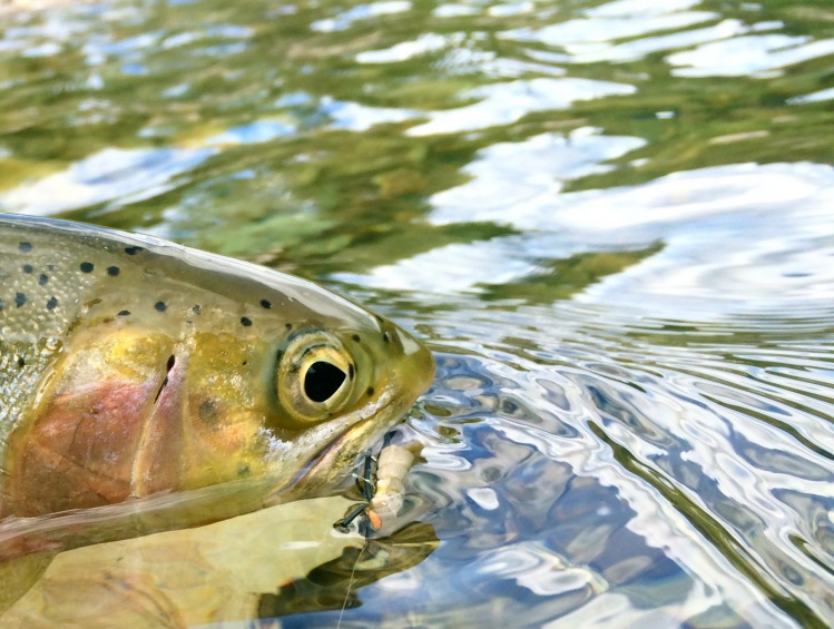 tempting west slope cutthroats with big bugs