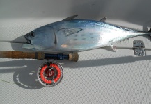 David Bullard 's Fly-fishing Picture of a False Albacore - Little Tunny – Fly dreamers 