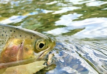 Fly-fishing Photo of Cut shared by Kimbo May – Fly dreamers 