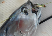 Fly-fishing Photo of False Albacore - Little Tunny shared by David Bullard – Fly dreamers 