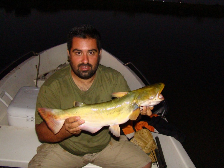 Mnduvi pescado en los palos  buscando dorados con un mosca tubo anzuelo 5/0 fue la unica vez que me paso !!!! 