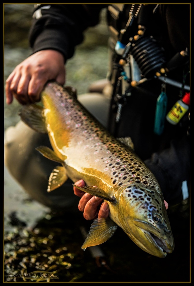 Dry Fly Brownie!!