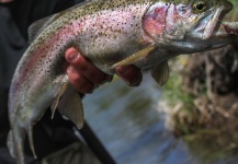  Fotografía de Pesca con Mosca de Trucha arcoiris por Rudy Babikian – Fly dreamers