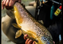 Fly-fishing Image of Brown trout shared by Alexander Lexén – Fly dreamers