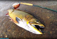 Fly-fishing Photo of Brook trout shared by MARCELO ROIG – Fly dreamers 