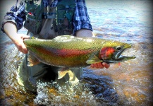 Fly-fishing Picture of Rainbow trout shared by MARCELO ROIG – Fly dreamers