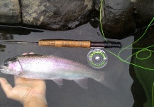 Ronaldo Almeida 's Fly-fishing Image of a Rainbow trout – Fly dreamers 