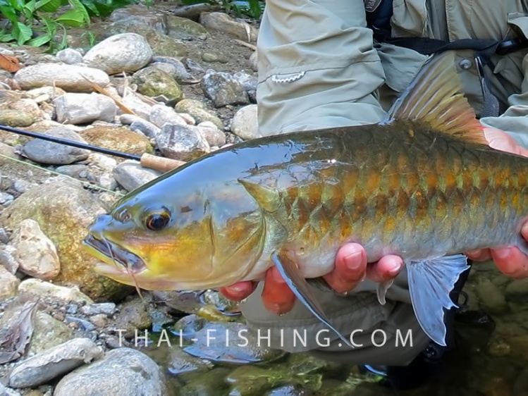 Blue Mahseer (Stracheyi Mahseer) Fly fishing trips in remote jungle rivers in south Thailand, more info please visit <a href="https://www.thai-fishing.com">https://www.thai-fishing.com</a>