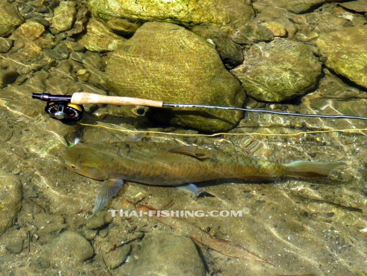 Blue Mahseer (Stracheyi Mahseer) More info about our Mahseer Fly fishing trips to some of the most beautiful and pristine jungle water in Thailand, please visit <a href="https://www.thai-fishing.com">https://www.thai-fishing.com</a>