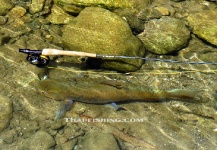 Thai Fishing 's Fly-fishing Image of a Mahseer – Fly dreamers 