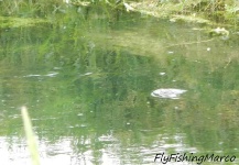 chalkstream, veneto, Italy