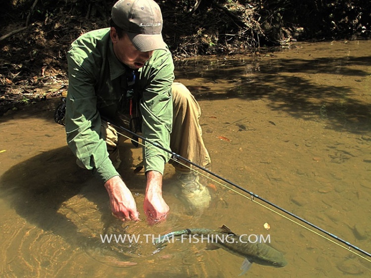 Mahseer on fly, from the Thai jungle rivers with Thai Fishing. <a href="https://www.thai-fishing.com">https://www.thai-fishing.com</a>