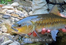 Thai Fishing 's Fly-fishing Pic of a Mahseer – Fly dreamers 