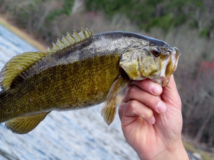 A beautiful colored smallmouth