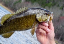 Evan Padua 's Fly-fishing Picture of a Smallmouth Bass – Fly dreamers 