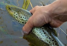 Fly-fishing Image of Brown trout shared by Kristian Villadsen – Fly dreamers