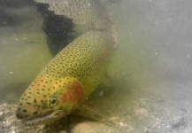 Fly-fishing Photo of Rainbow trout shared by Brett Macalady – Fly dreamers 
