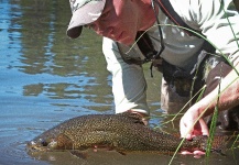 Mountain Made Media 's Fly-fishing Photo of a Brown trout – Fly dreamers 