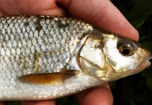 Stuart Murray 's Fly-fishing Picture of a Chub – Fly dreamers 