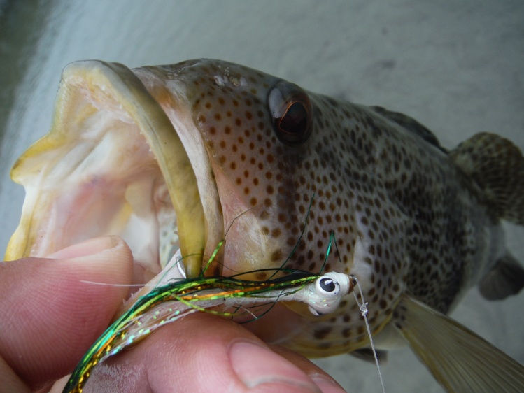 Spotty (Spotted Bay Bass) Had a Bass Slam the other day caught Spotties, Calicos and Sandies.