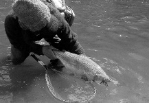 Brett Macalady 's Fly-fishing Pic of a Rainbow trout – Fly dreamers 