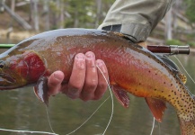 Rudy Babikian 's Fly-fishing Pic of a Cutthroat – Fly dreamers 