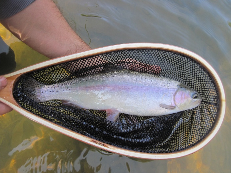 Rainbow trout caught on Stone