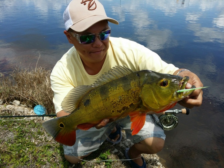 Got this solid peacock on the 8 wt. in Miami, Florida.