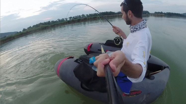 Wels catfish on the fly