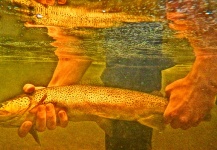  Fotografía de Pesca con Mosca de Trucha marrón por Kevin Lambertson – Fly dreamers 