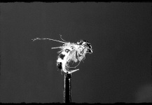  Genial Foto de Atado de moscas compartida por Mike Van Den Bogert – Fly dreamers