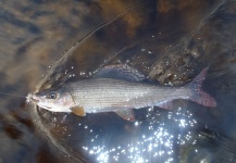Nicolas  Grosz 's Fly-fishing Photo of a Grayling – Fly dreamers 