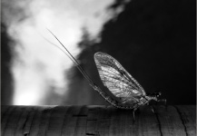  Una Genial foto de Entomología y Pesca con Mosca por Fly Fishing Fanatics