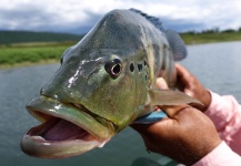 Breno Ballesteros 's Fly-fishing Photo of a Peacock Bass – Fly dreamers 