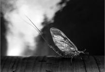 Fly Fishing Fanatics 's Interesting Fly-fishing Entomology Pic – Fly dreamers 
