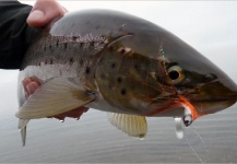 Fly-fishing Pic of Sea-Trout shared by Fly Fishing Fanatics – Fly dreamers 