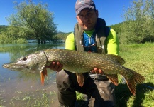 Fly-fishing Picture of Pike shared by Antonio Napolitano – Fly dreamers