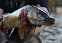 Kuba Hübner 's Fly-fishing Photo of a Pike – Fly dreamers 