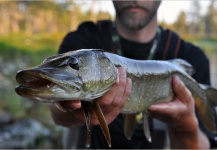 Kuba Hübner 's Fly-fishing Pic of a Pike – Fly dreamers 