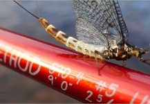  Sweet Fly-fishing Entomology Pic shared by Fly Fishing Fanatics 
