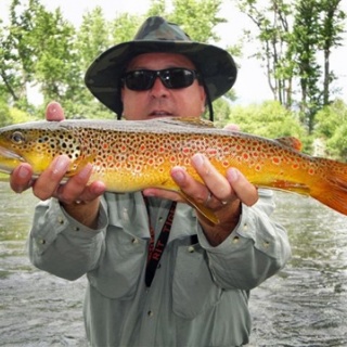 Big Hole River Brown Trout