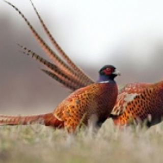 Hunt Pheasants at the SIlver Bow Club in Montana