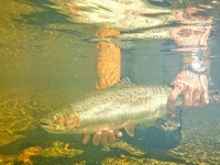 Foto de pesca con mosca