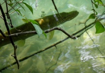 Flyfishing on lakes in Slovenia