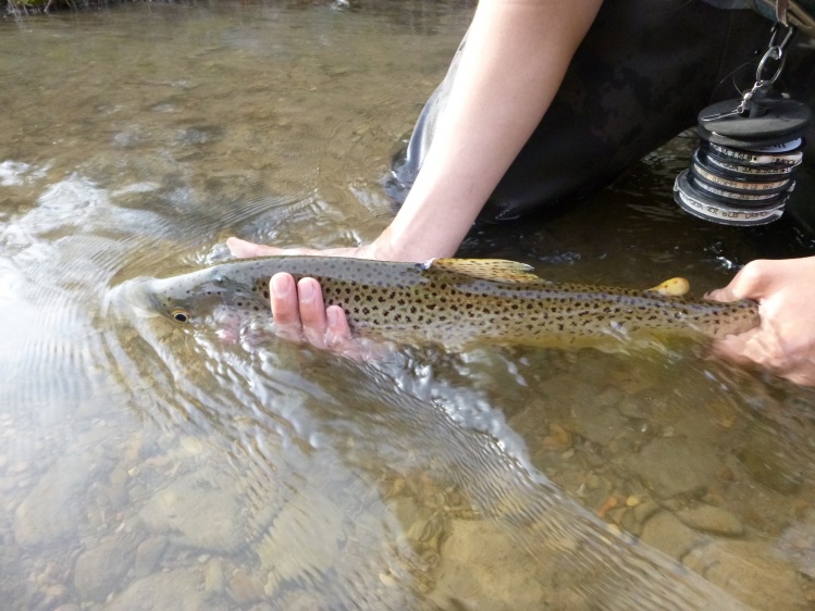 22" Brown about to return.