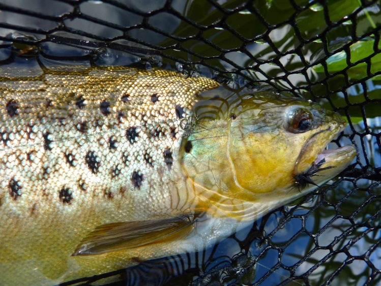 Brown trout on Caddis fly