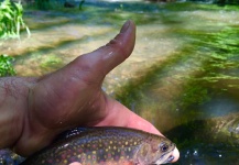  Foto de Pesca con Mosca de Trucha de arroyo o fontinalis compartida por David Henslin – Fly dreamers